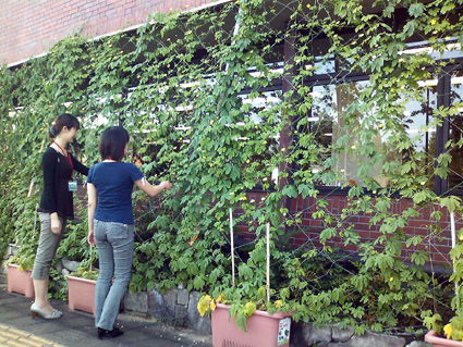 涼誘う「緑のカーテン」ゴーヤ順調に成長