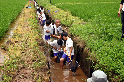 島小学校の５年生　環境学習の一環 地元の「水田魚道」で生息調査