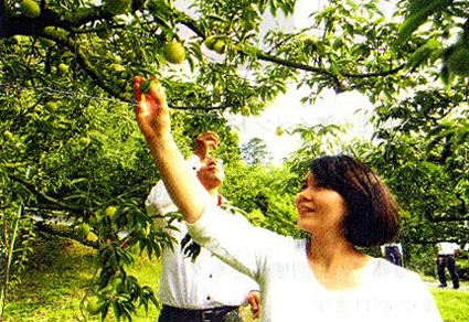 叶匠壽庵「寿長生の郷」で“梅狩り体験”開催中