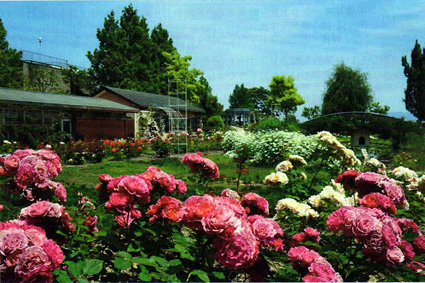 「秋のローズフェスタ」