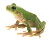 大津市でカエルの生息調査