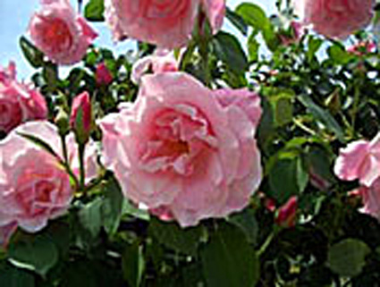 施設見学会とバラ園の一般公開