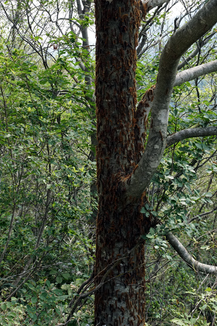 マイマイガ幼虫がブナの大木を覆う