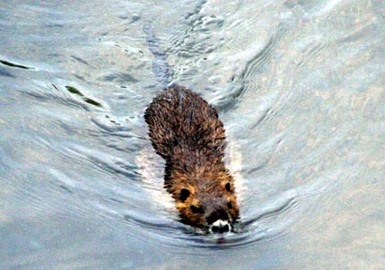 ヌートリアの親子捕獲