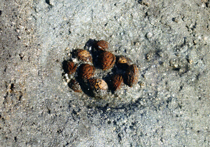 舟形の木製品や桃の種出土