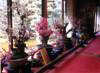 旧竹林で開催中の盆梅展
