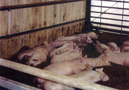 廃棄食品が液体飼料に 注目の食品リサイクル