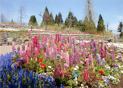 比叡山頂ももうすぐ春 ガーデンミュージアム18日から営業