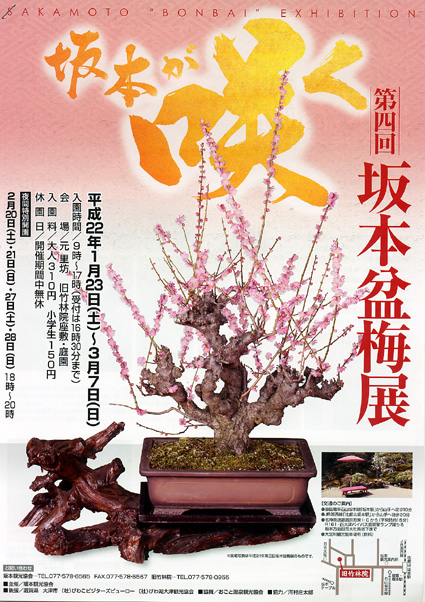 旧竹林院で坂本盆梅展