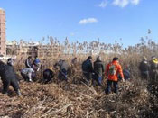 琵琶湖の水質浄化に役立てて 市民参加のヨシ刈り