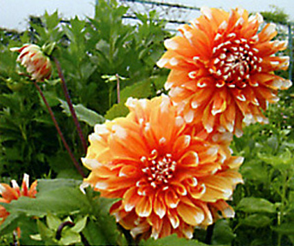 ガーデンミュージアム比叡 大型連休は特典盛り沢山