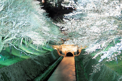 三井寺・琵琶湖疎水 春のライトアップ