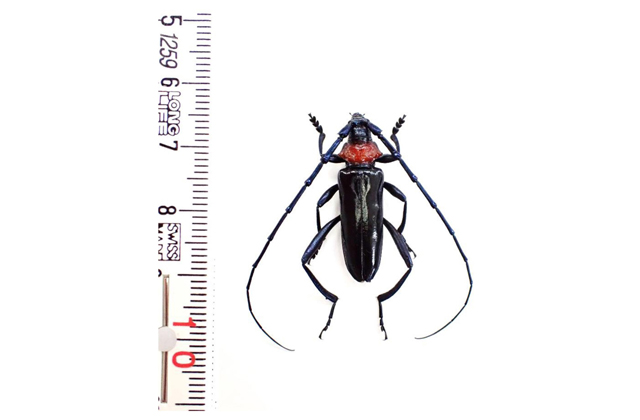 特定外来生物クビアカツヤカミキリ