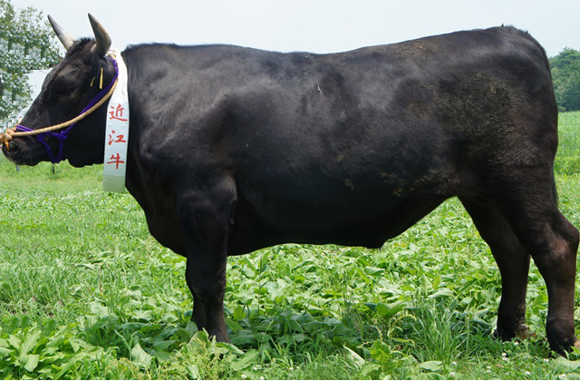 日本を席巻し、世界に羽ばたけ「近江牛」！！