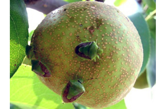 果樹カメムシ類が増加