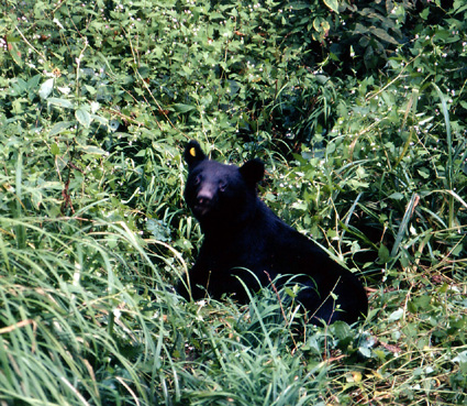 クマが集落出没の可能性！