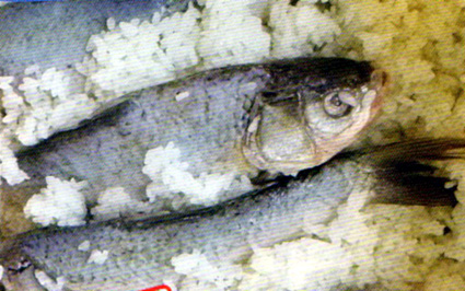 「自家製ふなずし」作りませんか？