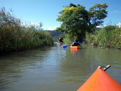 「西の湖ヨシ地が『ふるさと文化財の森』に！」