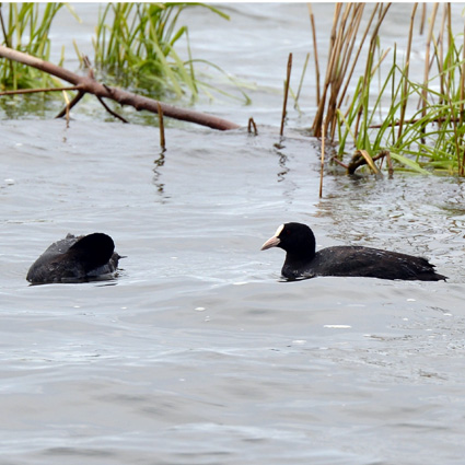 16万羽の水鳥を観察！県のガンカモ類等生息調査結果