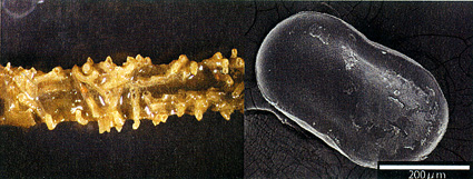 琵琶湖博物館の総合研究で