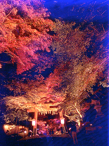 県内の紅葉ライトアップ情報