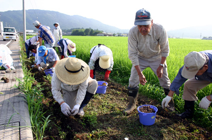 なつかしい田園風景復活へ 曼珠沙華街道づくり