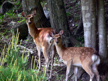 鹿肉って、どんな味？県庁で鹿肉料理試食会