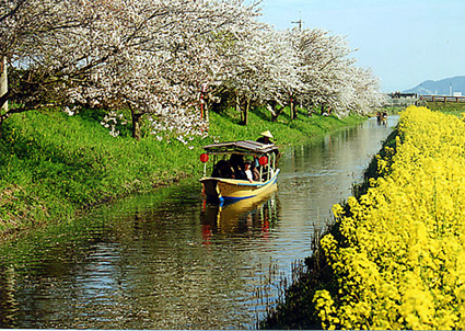 桜の名所はお花見船！