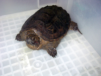 大津市彦根市でカミツキガメ捕獲！