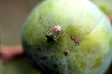 果樹のカメムシ類 発生予察注意報第1号