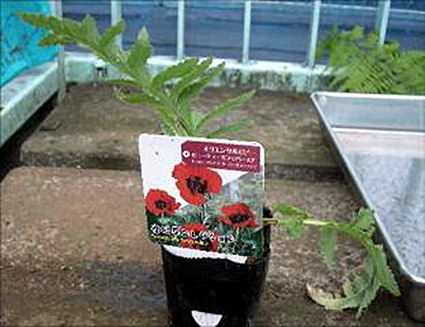 コメリ八日市店と愛知川店で不正けしの花苗回収