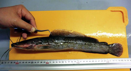 びわ湖で外来魚