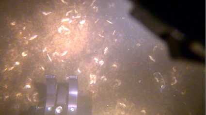 琵琶湖北湖深水層で9月に