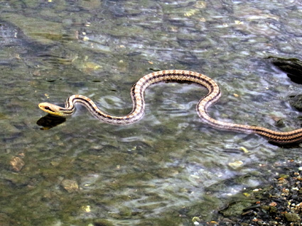 今年の干支「へび」開発の波で分布域縮小
