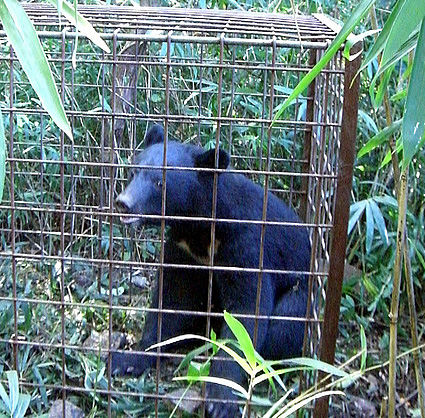 今秋はクマ出没注意！湖北・湖西などの県内山地