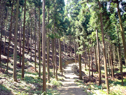 地球の未来変える木材パネル「ＣＬＴ」