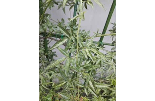 ウメやモモなどへの加害に注意