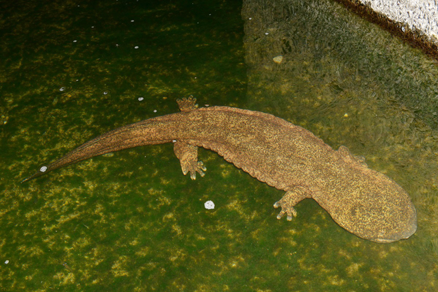 オオサンショウウオ交雑個体