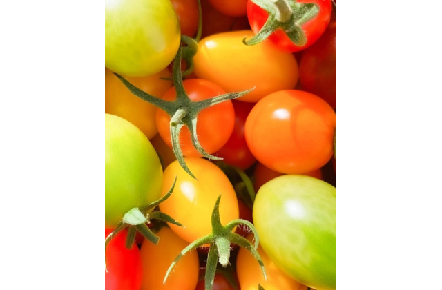 「ここ滋賀」からの“旬”情報