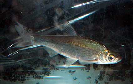 きょう13日の“びわ湖開き”で