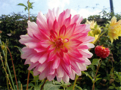 爽やかな山頂の避暑地