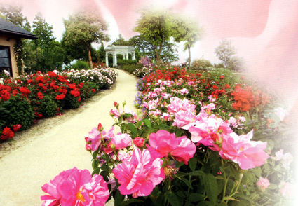 びわ湖大津館バラが見ごろ