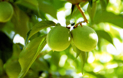 叶匠寿庵の「寿長生の郷」