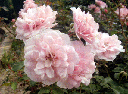 ガーデンミュージアム比叡10周年