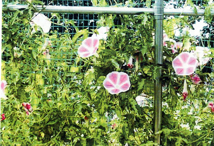 夏の庭園も快適に！緑のカーテントンネル