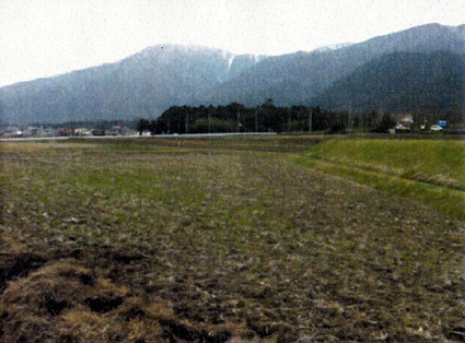 被災地ヒマワリでＢＤＦプロジェクト