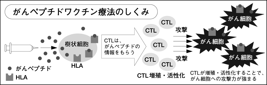肺がん　新ワクチン 滋賀医大が臨床試験