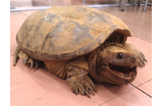 カミツキガメ捕獲