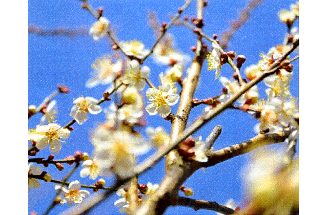 寿長生の郷　梅まつり