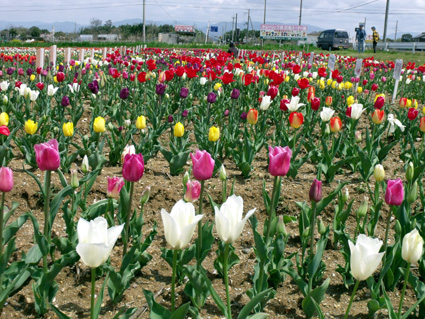 約１万６千本満開 アグリのチューリップ